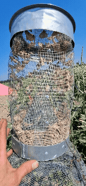 Western bean cutworm moths fly around inside a trap.